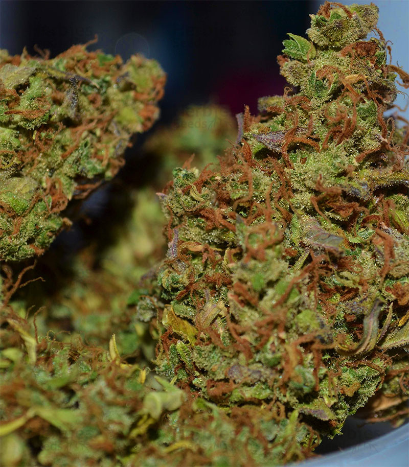 uk thc vapes telegram