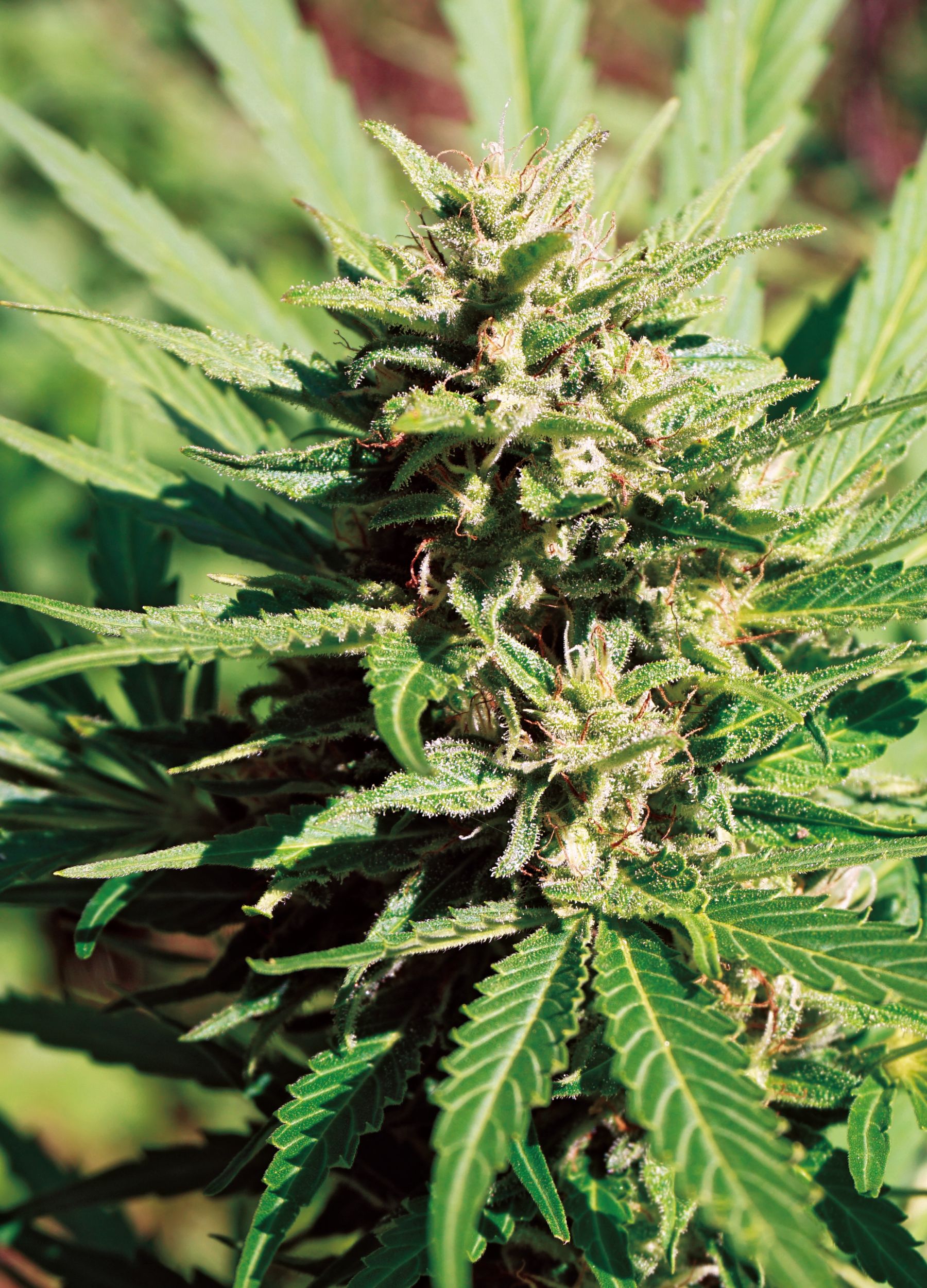 cannabis newcastle upon tyne