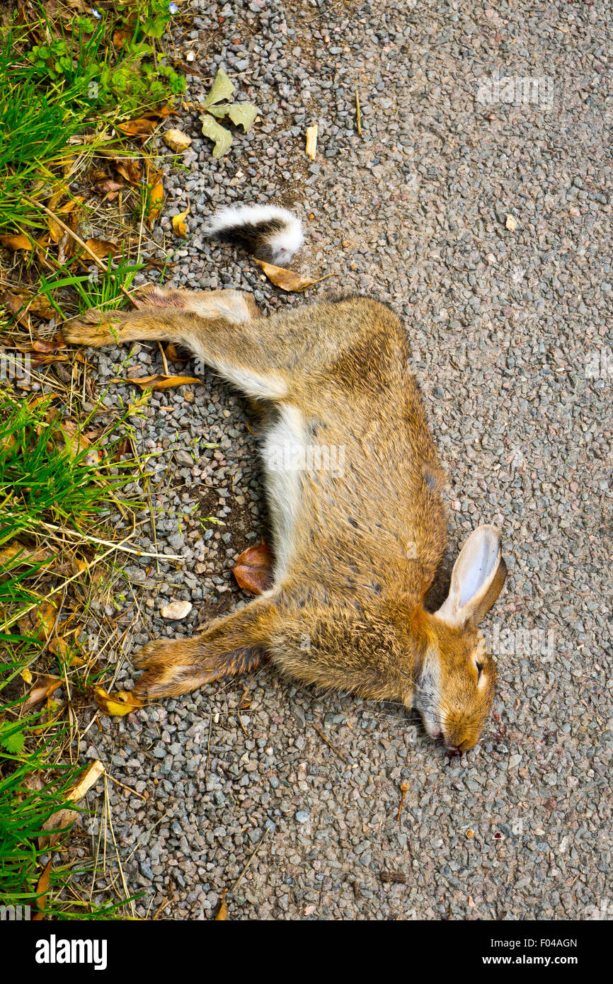 A symbolic representation of risks in iGaming, emphasizing safety checks on Rabbit Road