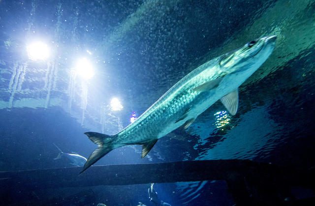 play egt games online